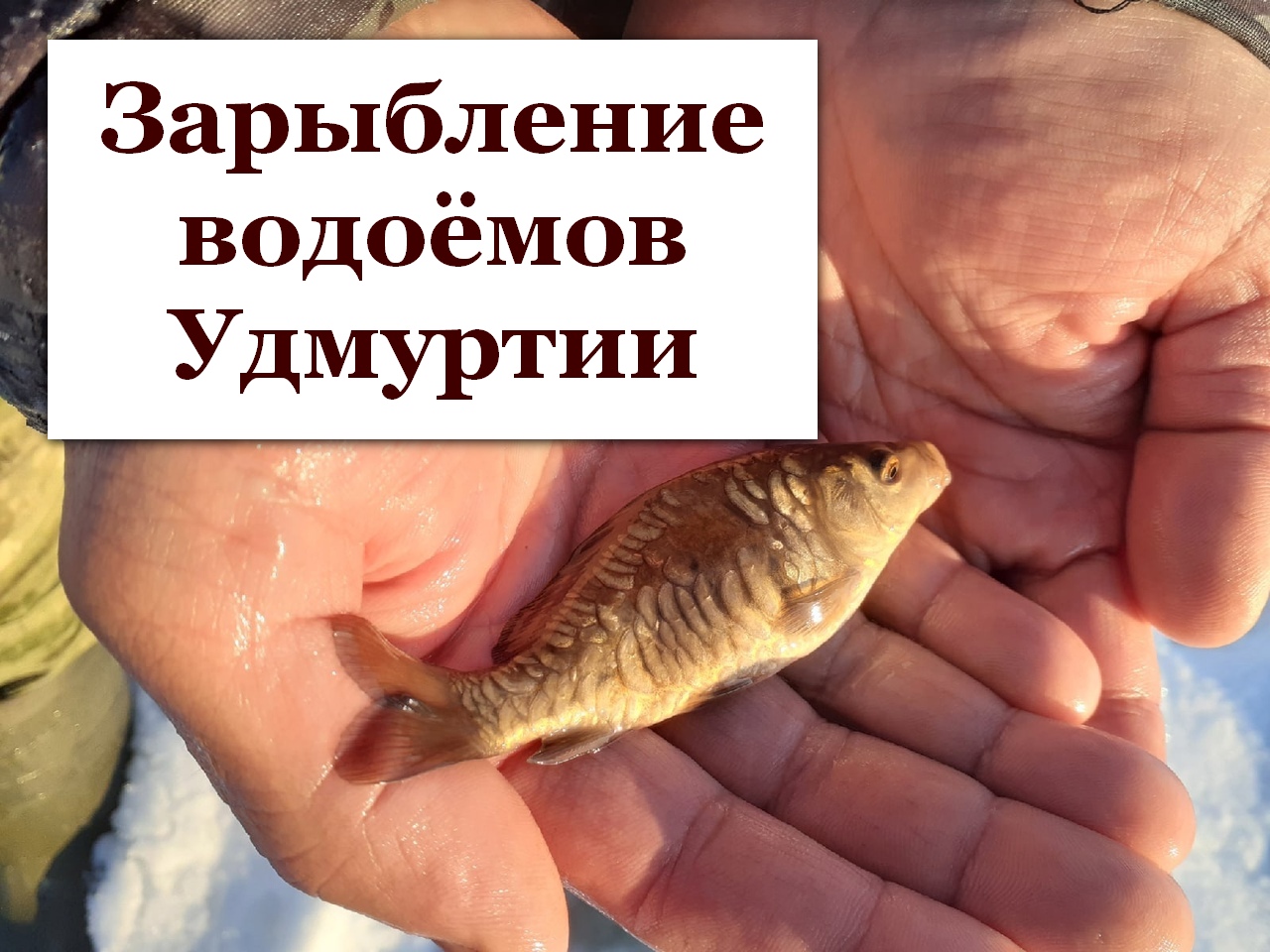 Зарыбление водоёмов Удмуртии. Это только начало!