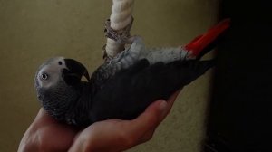 Tenderness(Нежность)...