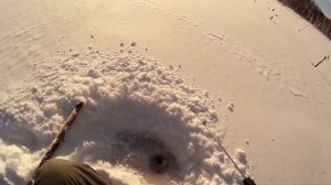 ОГРОМНЫЙ ОКУНЬ НА БЛЕСНУ ПЕРВЫЙ ЛЕД #крупныйокунь#щука#зимняяблесна#романово#платнаярыбалка