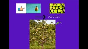 Лексическая тема Фрукты