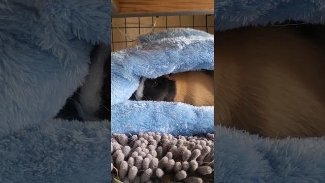 Pila nap time смотреть онлайн