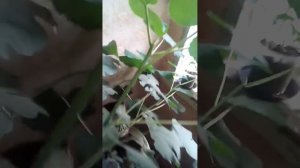 инжир из семян прошло три года