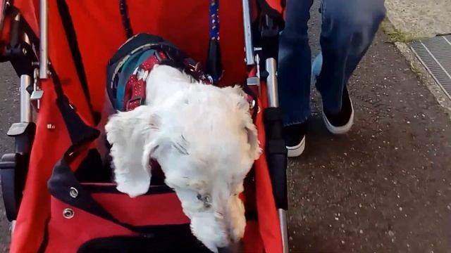老犬 ? Dog Strollerに乗って御機嫌にお散歩? смотреть онлайн