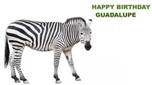 Guadalupe  Animals & Animales - Happy Birthday