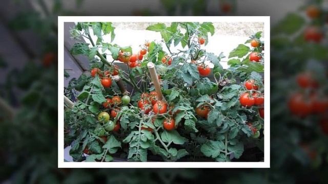 Народные средства для подкормки помидоров самые лучшие рецепты смотреть онлайн