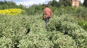 Стрижка живой изгороди бензиновым кусторезом
