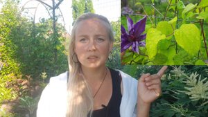 Почему я не лечу растения и не даю рецепты. Хлороз у клематисов.