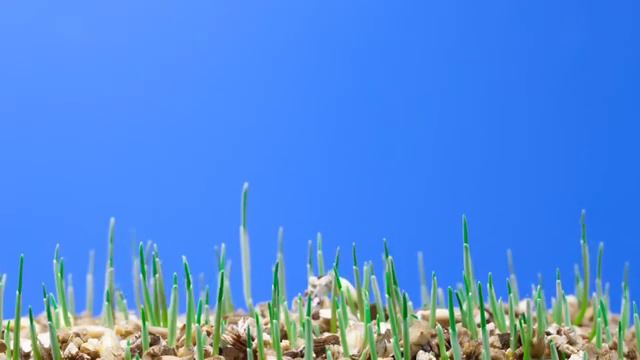 Torom manden domram biap.../ Garo cover music /.. смотреть онлайн