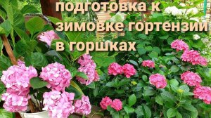 Подготовка крупнолистной гортензии к зимовке.Обрезка.