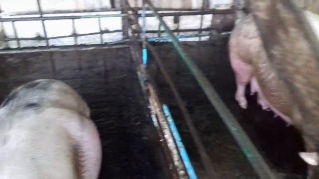 Сутки до опороса.  Подготовка свиноматок к опоросам.