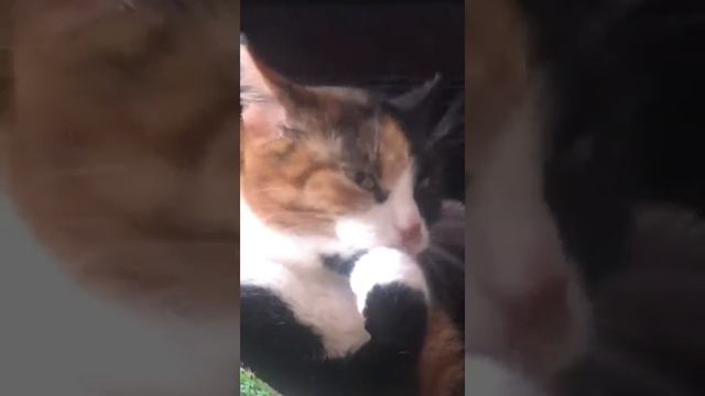 9 марта 2020 г. Кошка грызёт ногти смотреть онлайн