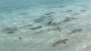 Мальдивы отель Фуравери, рифовые акулы #Maldives #furaveri