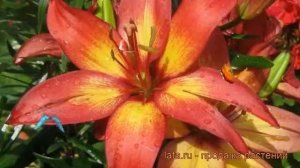 Лилия азиатская горшечная (lilium asitic magestic joy) ? лилия обзор: как сажать луковицы лилии