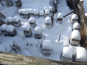 декабрь на пасеке - какие летки открывать в начале зимовки пчел на воле