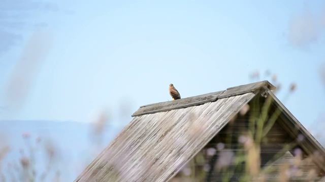 молодые степные луни смотреть онлайн