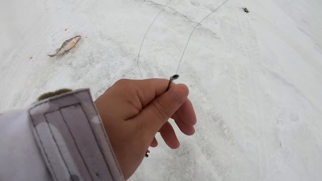 РЕДКО ПОПАДАЕШЬ НА ТАКИЕ ЛУНКИ! Кабаны как в Якутии! Рыбалка в слом погоды .Мормышка! Балансир!