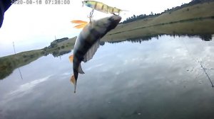 Рыбалка на маленьком пруду. Окунь жжёт!)))