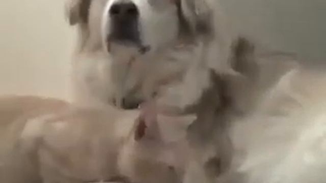 Любовь между животными смотреть онлайн