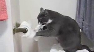 Cat vs Toilet Paper