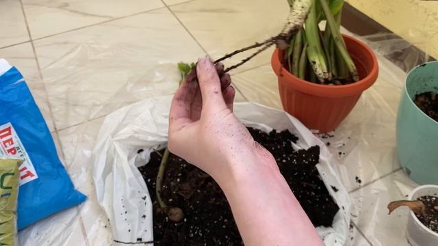 Пересадка замиокулькаса или его спасение. Сгнили клубни