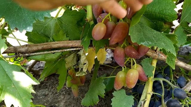 Виноград Шарада-UA на 17.08.2020 смотреть онлайн