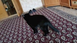 Стойки стабилизаторов Нет Износа, на Мазда 6 GJ.