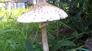 Мещёрские Хроники 9 (Зелёная Река Пра)