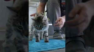 Котик выпал с окна 6 этажа... его хозяева от него отказались ...