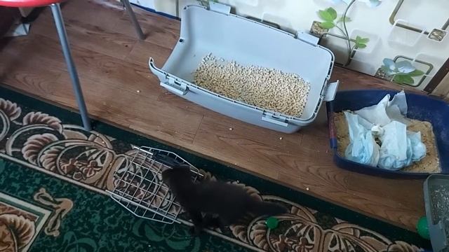 Просто юный соболь, который бесится на диване смотреть онлайн