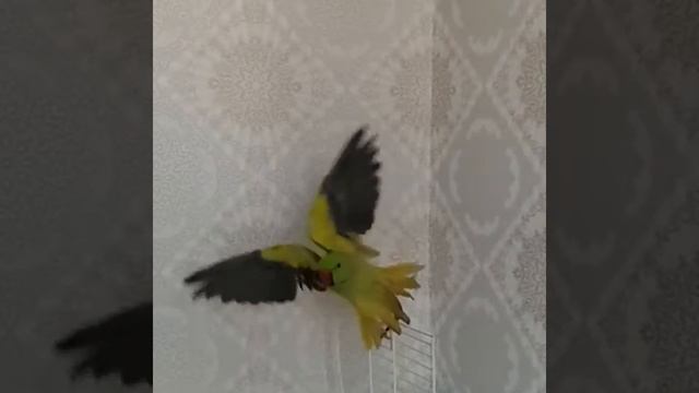 Ожереловый попугай Кеша смотреть онлайн