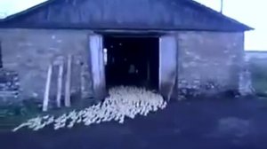 Мужик командует утками !
