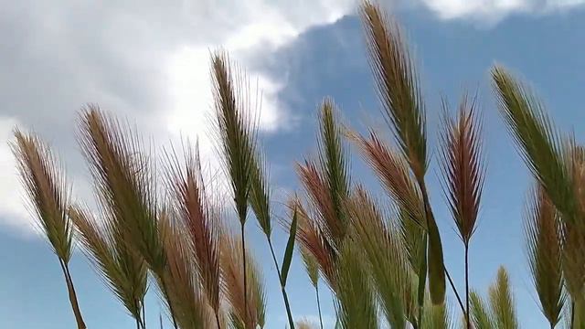 Postludium Wir pflügen und wir streuen Matthias Claudius