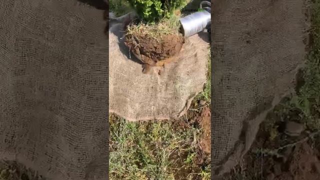 Туя Смарагд - профессиональный посадочный материал смотреть онлайн