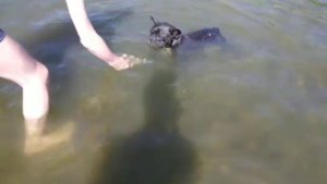 Французик ныряет. Собака водолаз