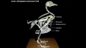 Строение птиц
