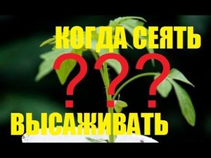 КОГДА СЕЯТЬ СЕМЕНА НА РАССАДУ? КОГДА ВЫСАЖИВАТЬ РАССАДУ? САД (ОГОРОД) И ТЕПЛИЦА