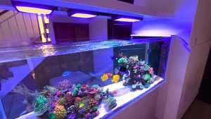INSANE Peninsula Style Reef Tank Setup
