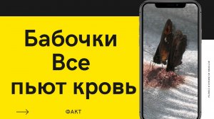 Все бабочки пьют кровь?