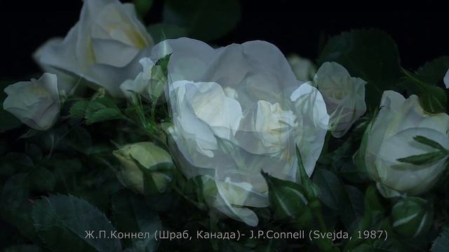 Как распускается роза Джей Пи Коннел - J.P. Connel.(Svejda, 1987) смотреть онлайн