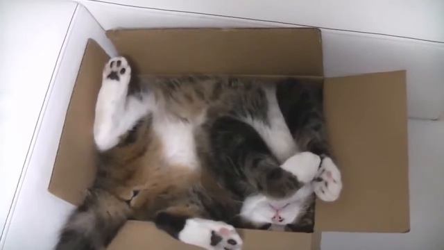 Новые приколы про кошек смотреть онлайн