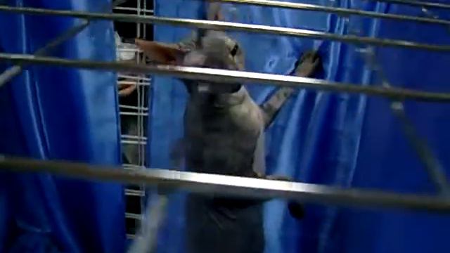 Донской сфинкс в голубой клетке.