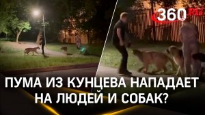 Пума из Кунцева нападает на людей и собак? Нет, Геркулес просто заболел