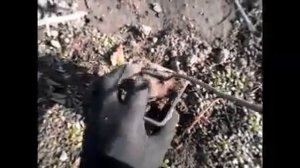 Размножение ежевики  Гай