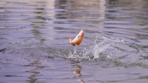 Сценарий цен. Форель