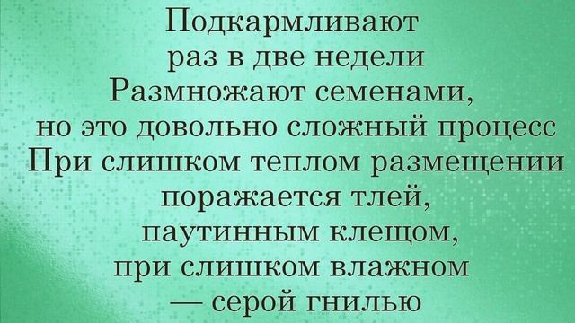 Примула (Primula) уход и полив смотреть онлайн