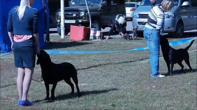лабрадор Лайда смотреть онлайн