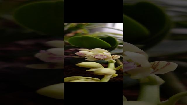 sedirea japonica minmaru