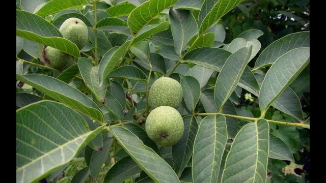 Орех грецкий (растения полезные и ядовитые для кроликов). смотреть онлайн