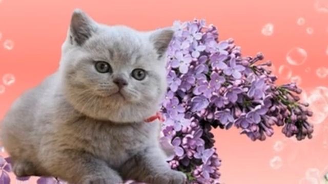 С Днем Рождения Оля! смотреть онлайн