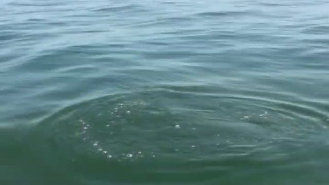 How to Catch Huge Black Sea Bass -Saltwater Sea Bass Fishing смотреть онлайн